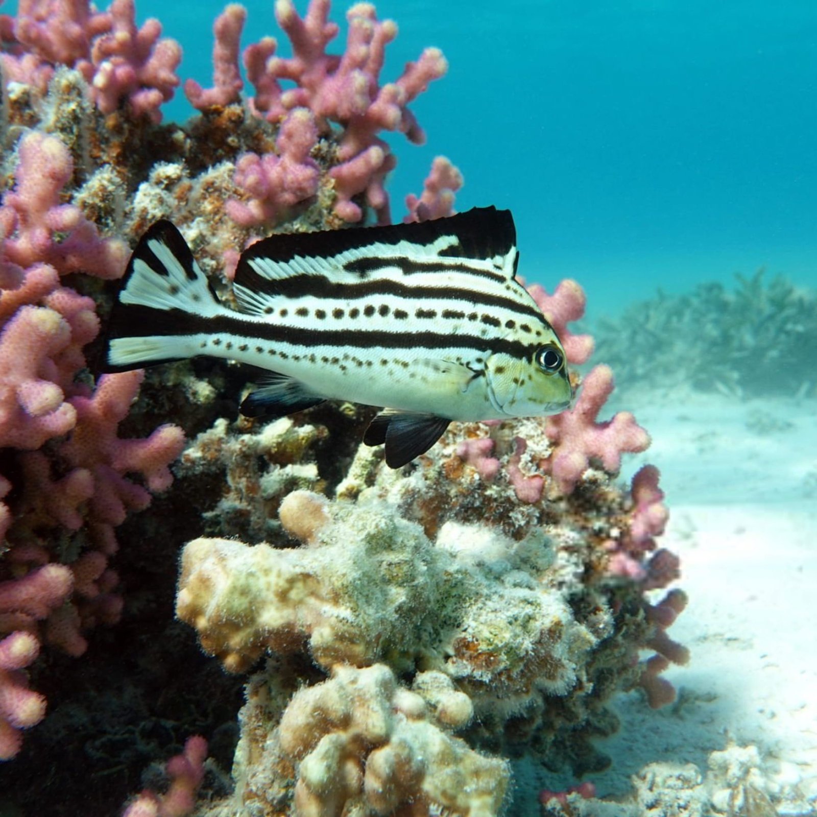 🤿 Scuba Diving Hurghada – For Beginners & Professionals!