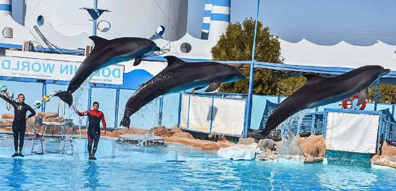 Dolphin Show Hurghada {Swim is Extra}