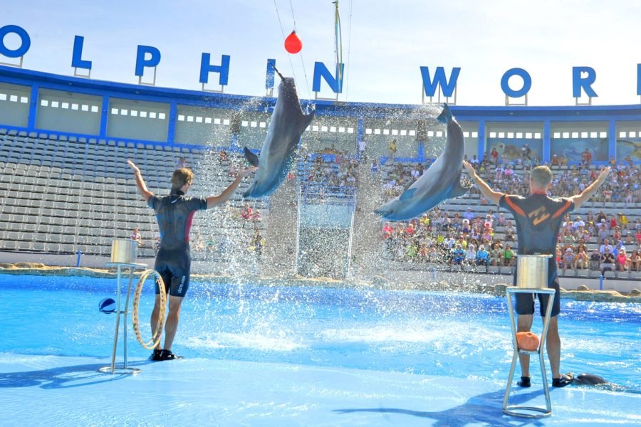Dolphin Show Hurghada {Swim is Extra}