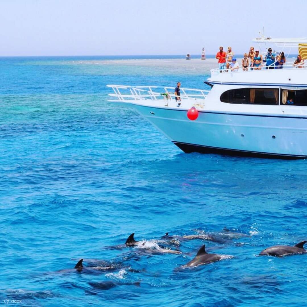 🐬 Dolphin House Trip Hurghada By Boat