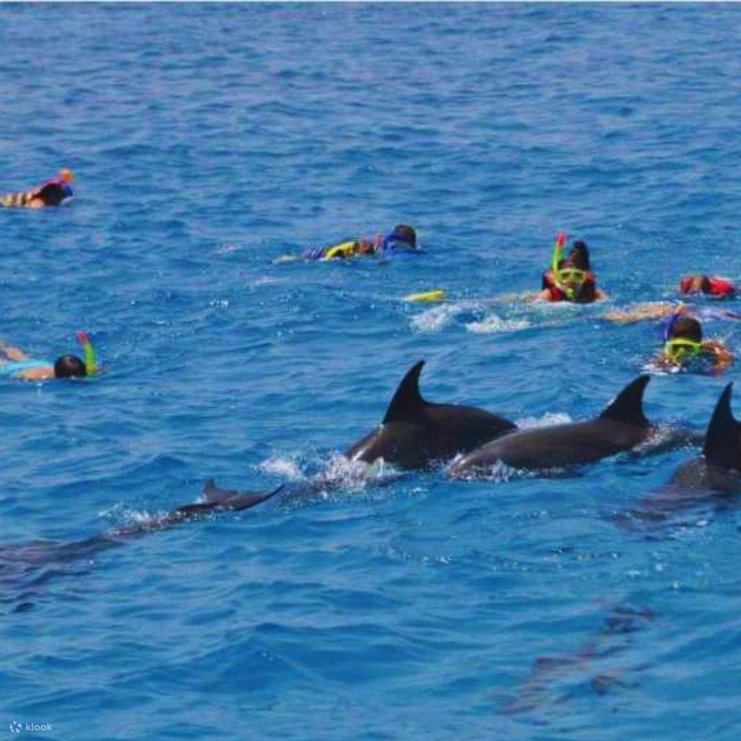 🐬 Dolphin House Trip Hurghada By Boat