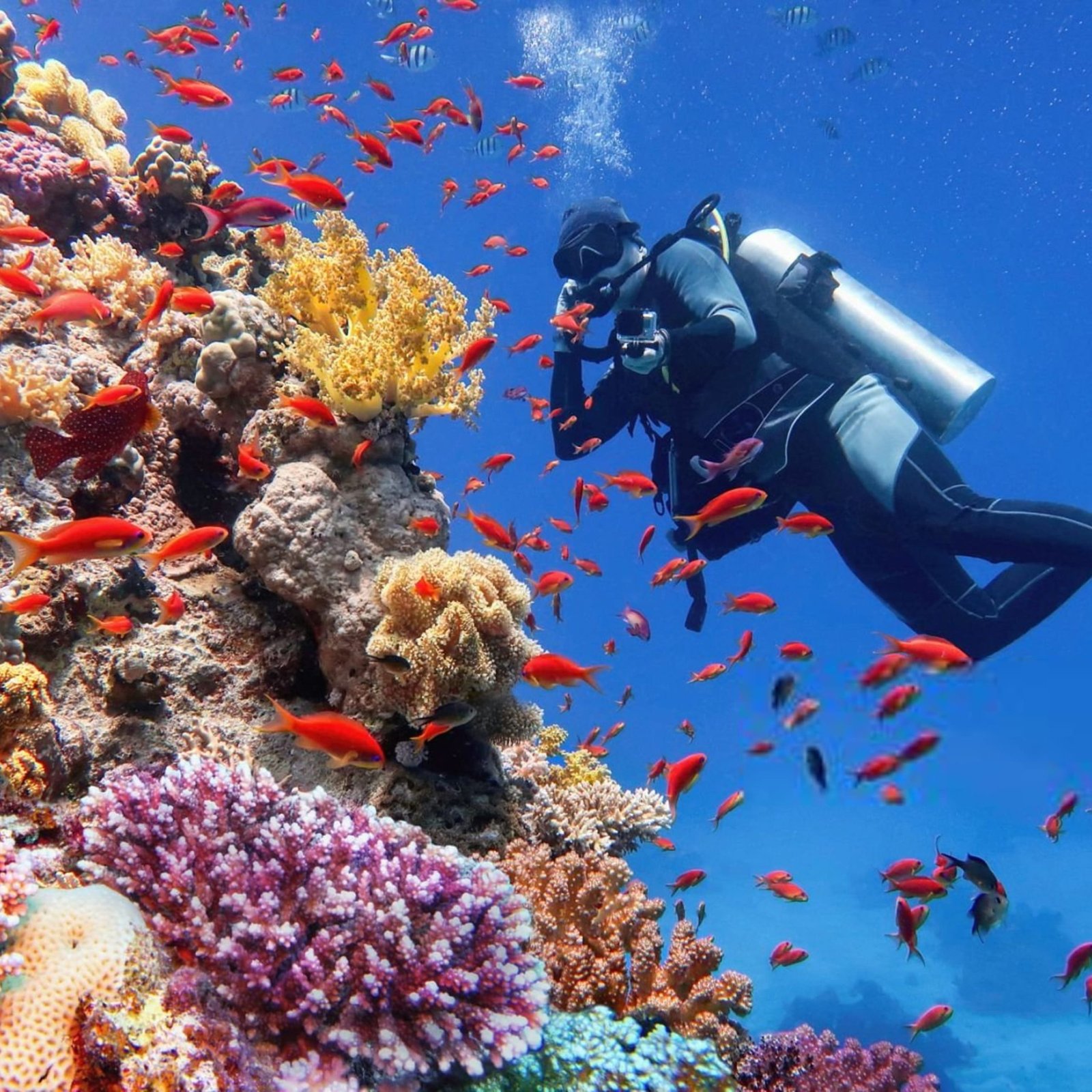 🤿 Scuba Diving Hurghada – For Beginners & Professionals!