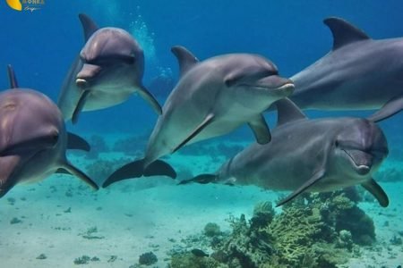 🐬 Dolphin House Trip Hurghada By Boat