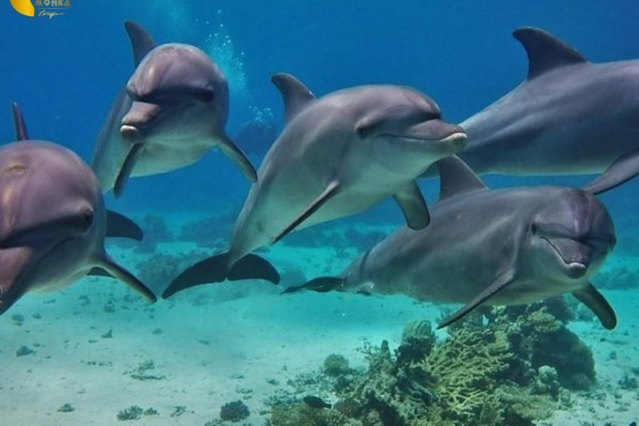 🐬 Dolphin House Trip Hurghada By Boat