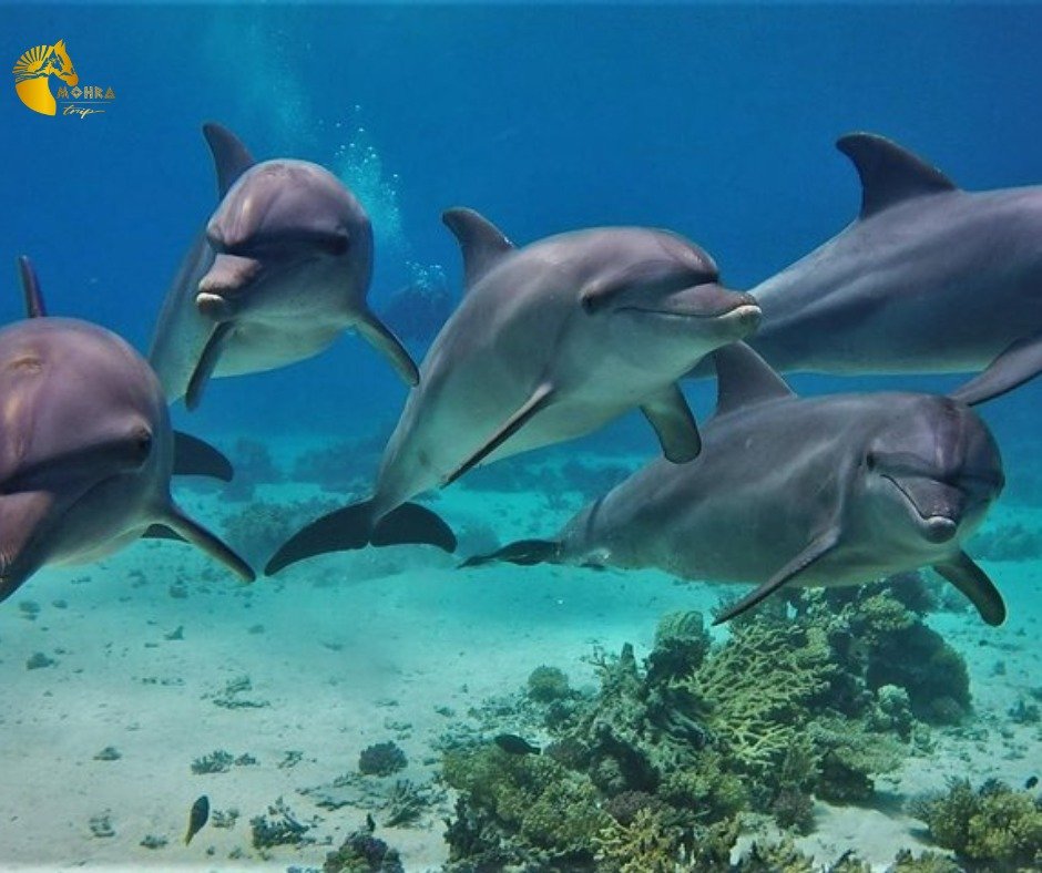 🐬 Dolphin House Trip Hurghada By Boat